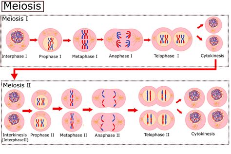 Stages Of Mitosis Vector Illustration Diagram Cartoondealer Com My