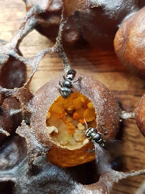 Kelulut Stingless Bees Store Their Honey And Pollen In Propolis Pot