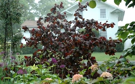 The european filbert (hazelnut) tree, 'corylus avellana l.,' is the world's most common and commercially advantageous filbert that is familiar and available to markets of today. Buy Red Dragon Contorted Filbert - 2 Gallon - Trees - Deer ...