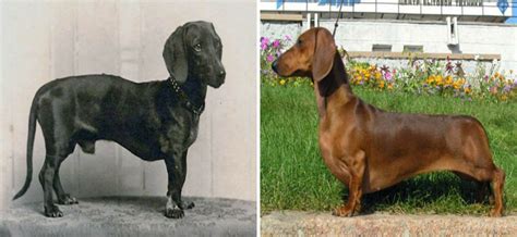 Así Se Han Transformado Las Razas De Perros En Cien Años Fotos