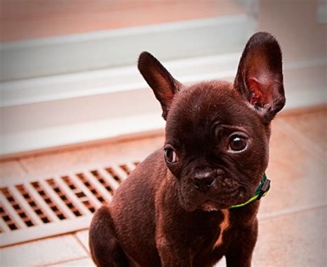 Browse through our breeder's listings and find your perfect puppy at the perfect price. The Pirates Missy | Boston Terrier, French Bulldog mix ...