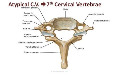 Skeleton On Head Bony Features Of Cervical Vertebrae 2018