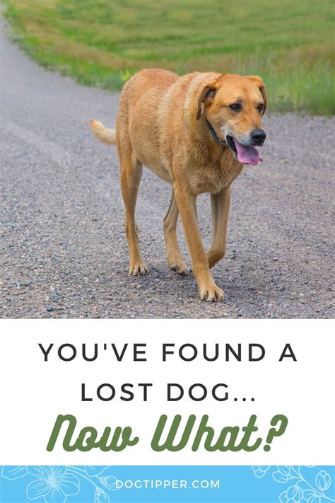 Youve Found A Lost Dog Now What