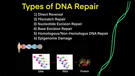 DNA Mutations DNA Repair EVERY TYPE OF DNA REPAIR YOU NEED TO KNOW