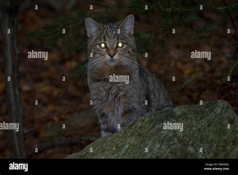 Wildcat Germany Germany Bavaria National Park The Bavarian Forest