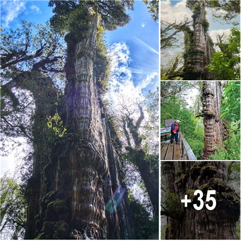 oldest tree in the world found it s called great grandfather and is 5 484 years old rednews