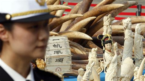 Chinas Blood Ivory Bazaar