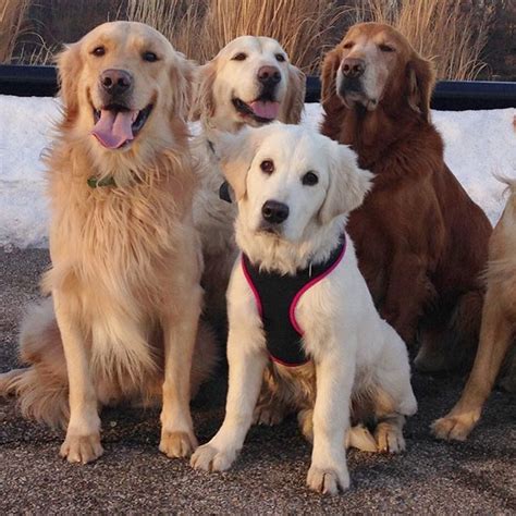 Check spelling or type a new query. Instagram media goldens_of_chicago - Happy National Dog ...