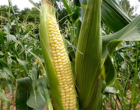 How To Grow Sweet Corn In The Container Sweet Corn Growing In The