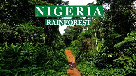 I Explored Nigerias Tropical Rain Forest To Find Youtube