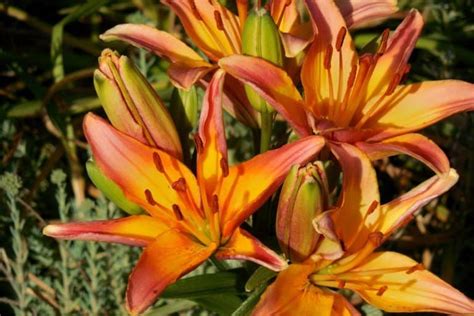 Can Chickens Safely Enjoy Lilies As Part Of Their Diet