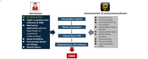 Pathogenesis Of Ome Underlying Factors Et Eustachian Tube Me