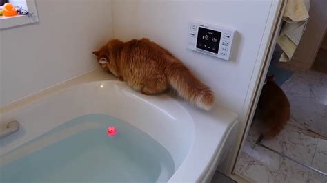 A Cat Fell Into The Bath Tub 2~ 720p Youtube