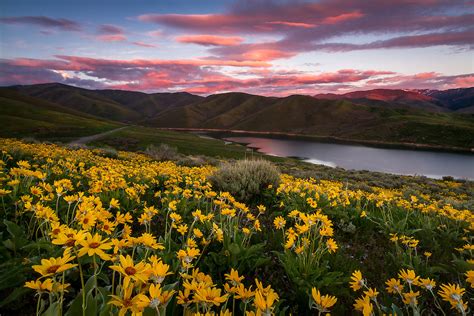 East Canyon Yellow Balsamroot Sunset Utah Landscape Photography 1