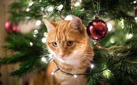 These Cat Christmas Trees Will Keep Your Pet And Tree Safe