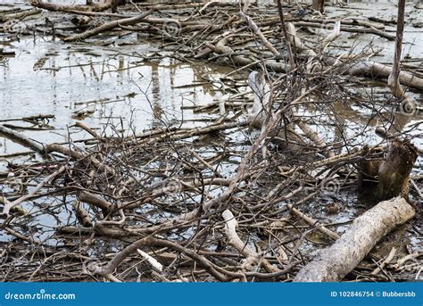 Dry Broken Tree Branches On The Swamp Stock Photo Image Of Tree