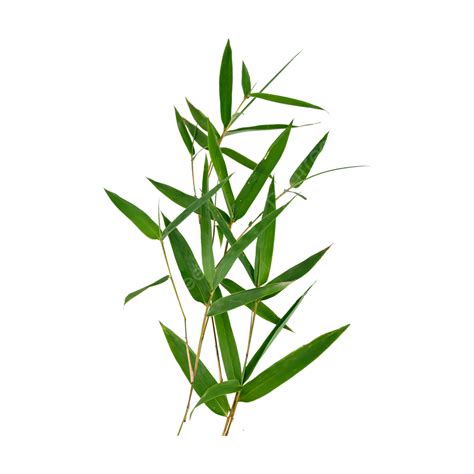 Bamboo Leaves Photos Download Free Bamboo Leaves Pictures With