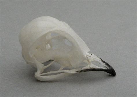 Apus Apus Common Swift Skullsite