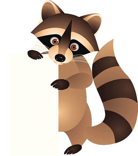 Raccoon Clip Art Vector Images And Illustrations Istock