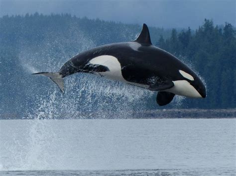 Image Result For Orca Breaching Fauna Marina Orcas Mamiferos Marinos