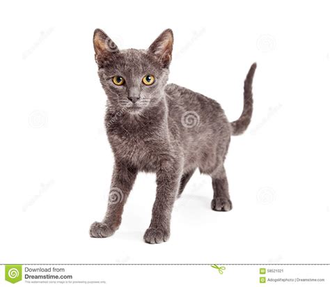 Cute Cat Standing Looking At Camera Stock Photo Image