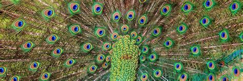 Public Domain Stock Image Peacock Feathers Peacock Wildpark Poing
