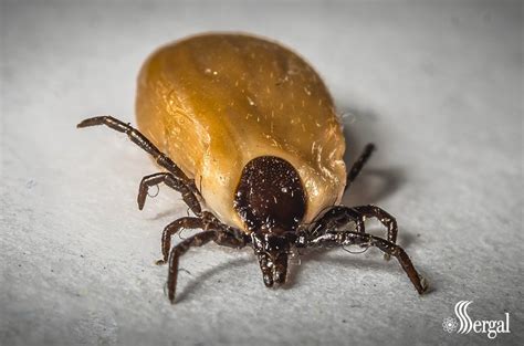 Enfermedad De Lyme Una Infección Transmitida Por Garrapatas Sergal