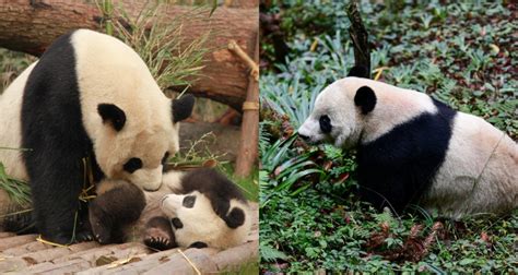 Giant Pandas No Longer Endangered But Still Vulnerable Says Chinas