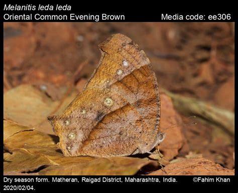 Melanitis Leda Linnaeus 1758 Common Evening Brown Butterfly