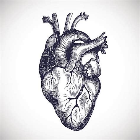 Human Heart Illustrations Royalty Free Vector Graphics