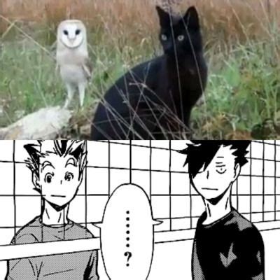 Haikyuu but only bokuto spike and serve bokuto best moment bokuto koutaro ace of fukurodani don't forget to like, comment and subscribe to the channel for more awesome and funny anime hier ein kleines mv zu bokuto koutarou aus haikyuu. Bokuto funny | Tumblr | Haikyuu anime, Haikyuu funny, Haikyuu
