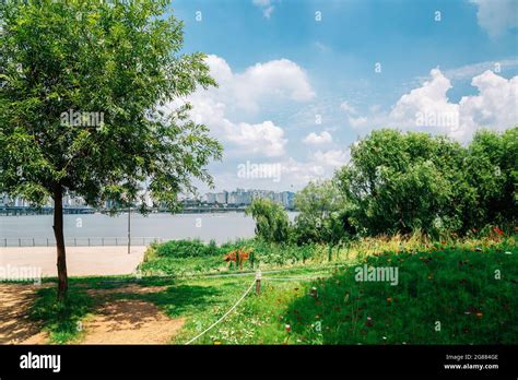 Summer Of Yeouido Hangang River Park In Seoul Korea Stock Photo Alamy