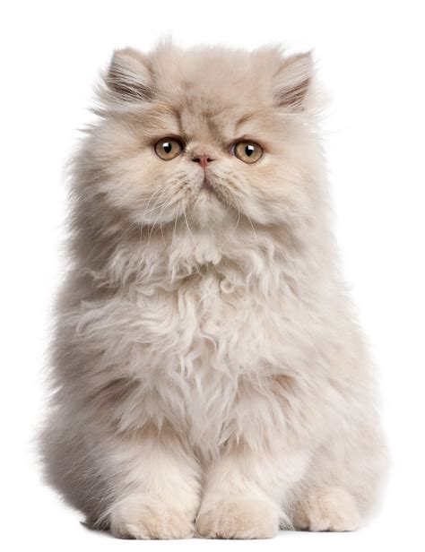 Baby Persian Cat Flat Face Pets Lovers