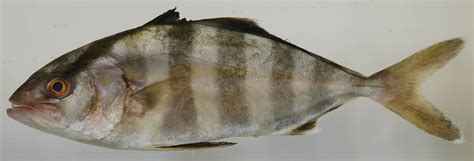Banded Rudderfish Seriola Zonata