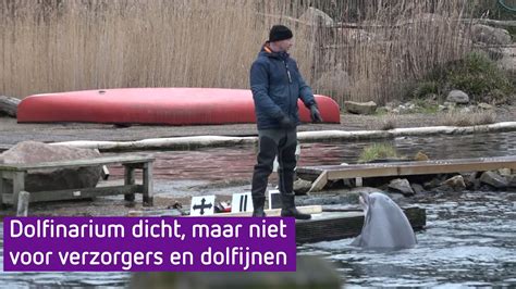 dolfinarium dicht maar niet voor verzorgers en dolfijnen youtube