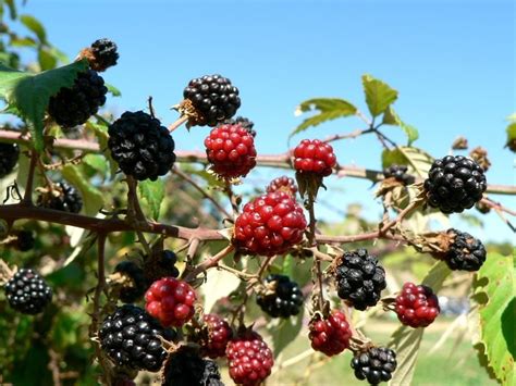 Mulberry Berry Fruit · Free Photo On Pixabay