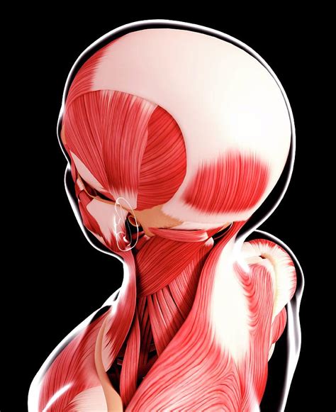 Human Head Musculature Photograph By Pixologicstudioscience Photo