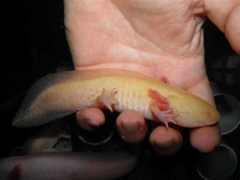 Search by keyword or category, and location. Axolotl FOR SALE ADOPTION from Penang Georgetown @ Adpost ...