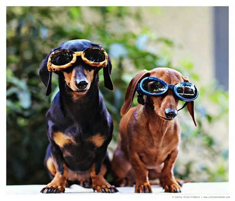 Weiner Dogs By Lisa Fagan Dachshund Doxie Round Sunglasses