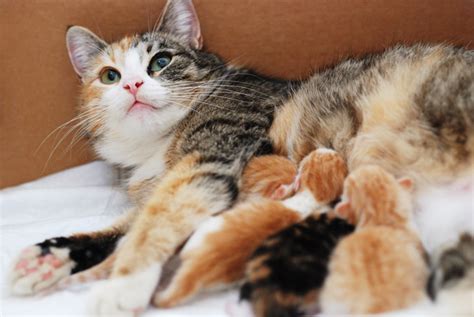 Kittens talking and playineir moms compilation _ cat mom hugs baby kitten. Finding Kittens - What To Do | Jacksonville Humane Society
