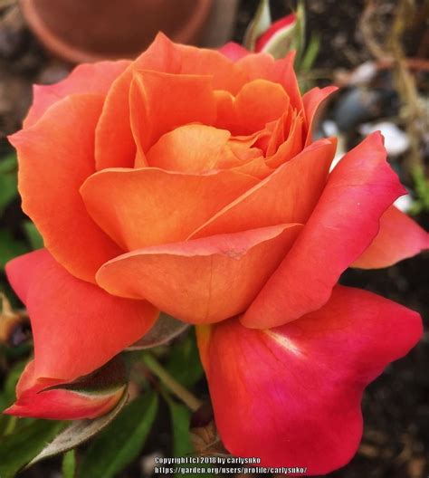 Photo Of The Bloom Of Rose Rosa Disneyland Rose Posted By Carlysuko