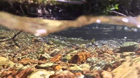 Bull Trout Spawning Youtube