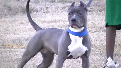 Remy The Blue Pitbull Show Stopping Blue Pitbull Youtube