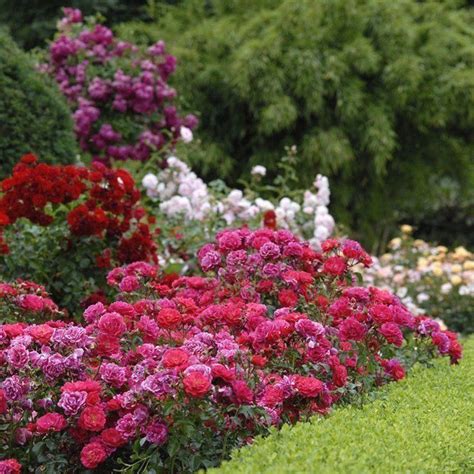 Flower Carpet® Roses Also Often Referred To As The Carpet Rose® Are