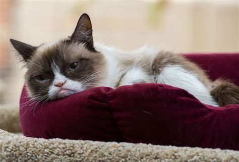 Grumpy Cat Dead Internets Most Famous Feline Has Died Tvline