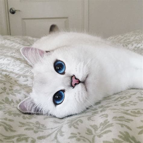 Cat Has The Most Beautiful Eyes Ever Cute Cats Hq Pictures Of Cute