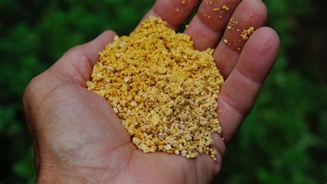 Buy corn gluten meal pre emergent. Corn gluten meal is the pre-emergent herbicide you want ...