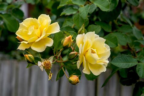 Learn Every Color Rose You Can Grow In Your Garden Trendradars