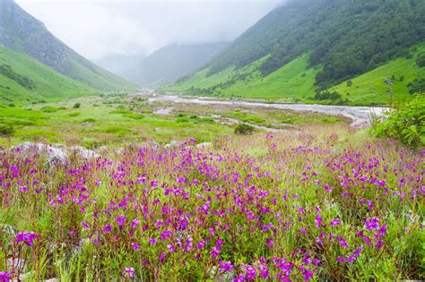 10 Flower Valleys In India And Around The World Thatll Make You Believe