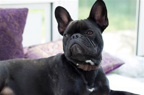 Not finding what you're looking for? The Pros and Cons of Owning a French Bulldog | The Cornish ...
